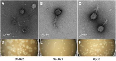 Novel Klebsiella pneumoniae K23-Specific Bacteriophages From Different Families: Similarity of Depolymerases and Their Therapeutic Potential